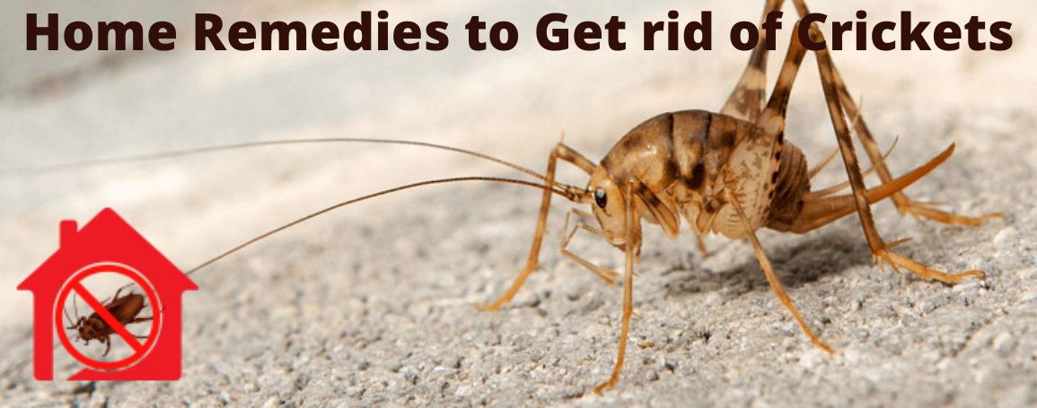 Home Remedies to pest control, get rid of crickets, cricket removal